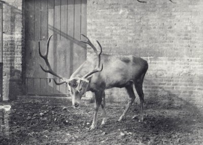 1917年12月、ロンドン動物園に生息するワリシカ、中央アジアまたはチベットレッドディアとしても知られる 作： Frederick William Bond